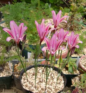 グラジオラスのヤフオク の相場 価格を見る ヤフオク のグラジオラスのオークション売買情報は112件が掲載されています