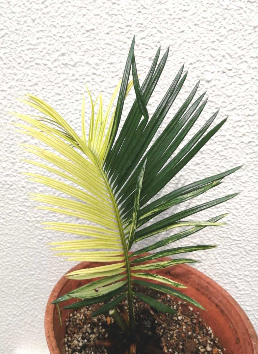 黄金ソテツ 斑入りソテツ 珍品レア アガベ サボテン 多肉植物 塊根植物