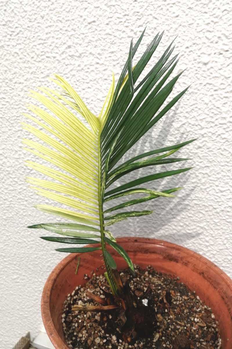 黄金ソテツ 斑入りソテツ 珍品レア アガベ サボテン 多肉植物 塊根植物
