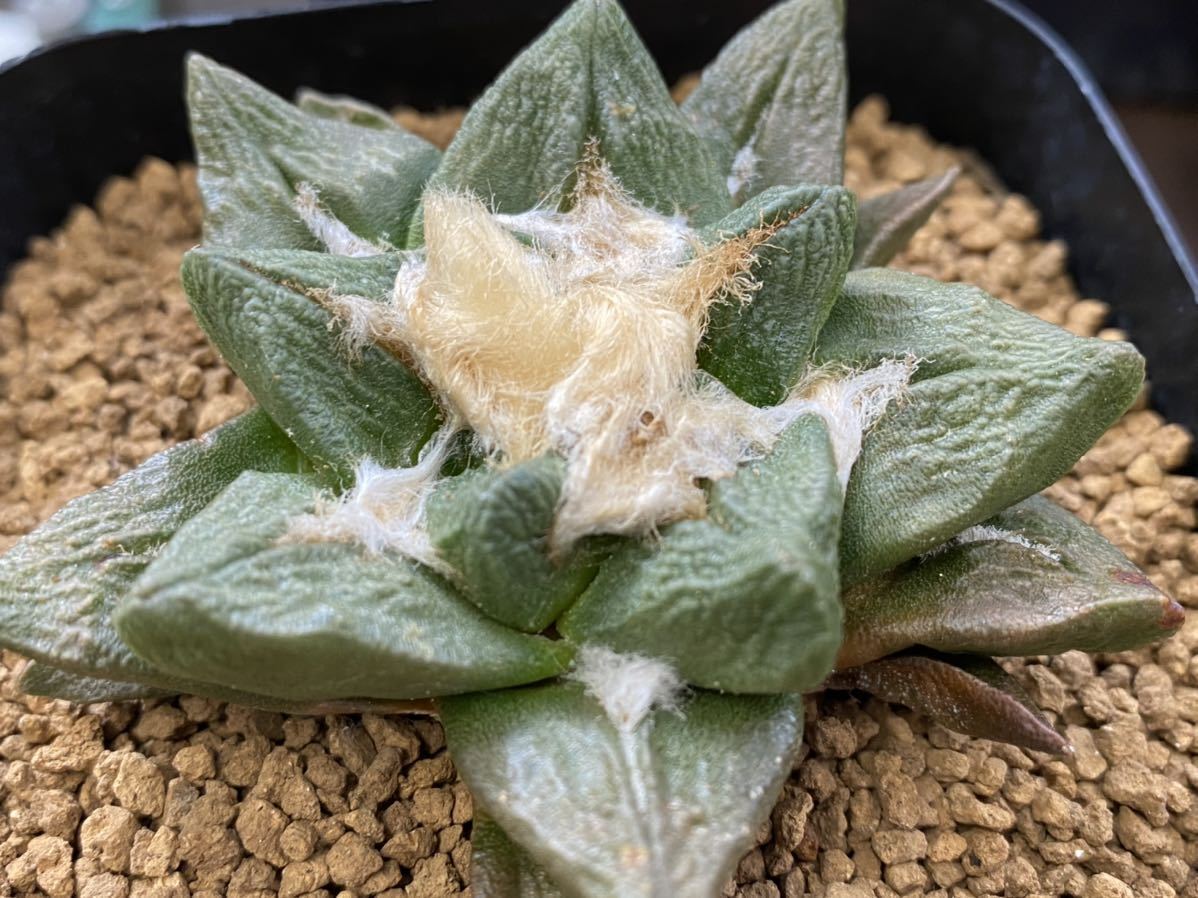 竜角牡丹 - | Yahoo!オークション アリオカルプス Ariocarpus BAN