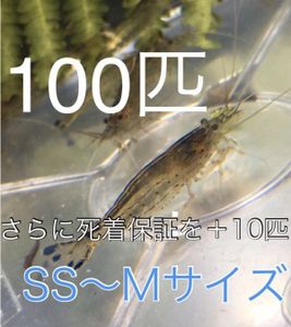 淡水 エビのヤフオク の相場 価格を見る ヤフオク の淡水 エビのオークション売買情報は122件が掲載されています