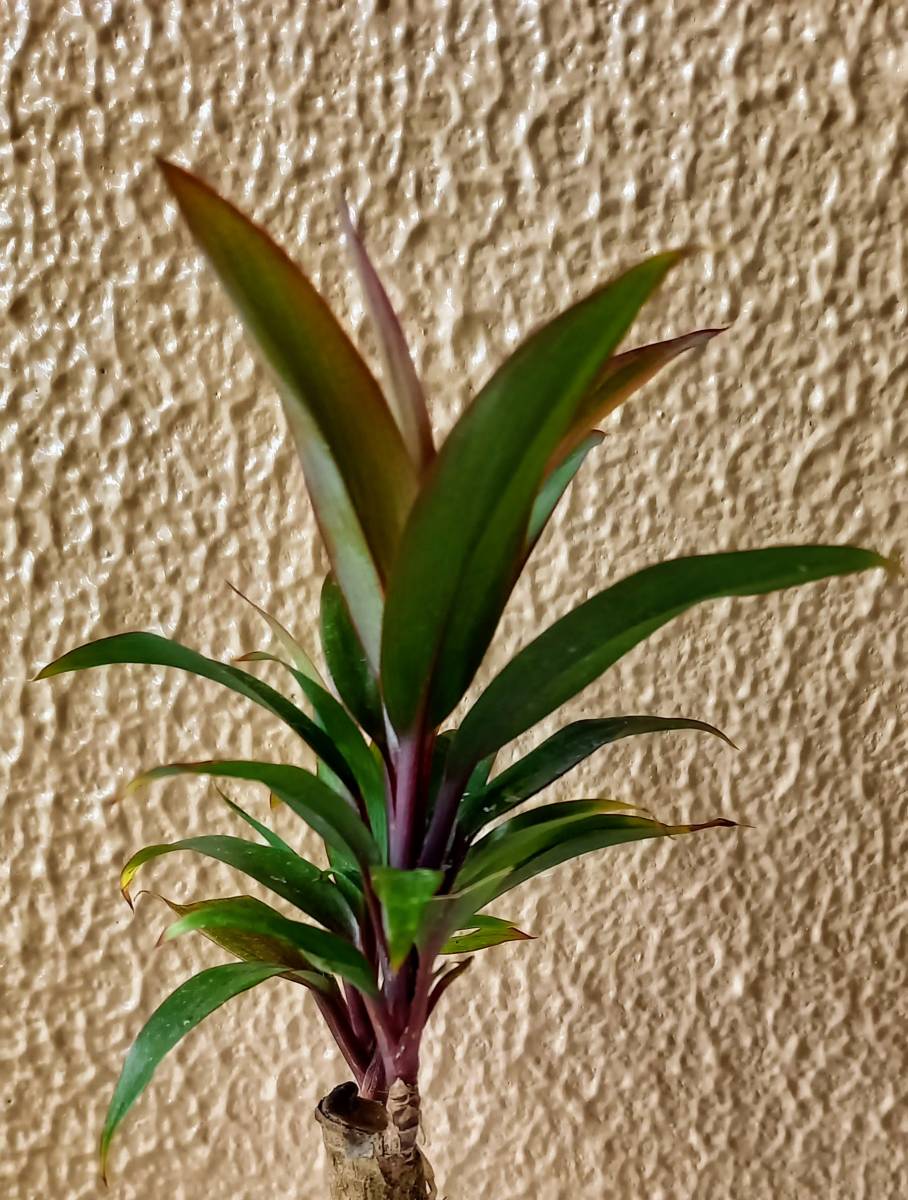 観葉植物 ドラセナ コルディリネ パープルコンパクタ 抜き苗発根あり 樹高約 可愛い ドラセナ 売買されたオークション情報 Yahooの商品情報をアーカイブ公開 オークファン Aucfan Com