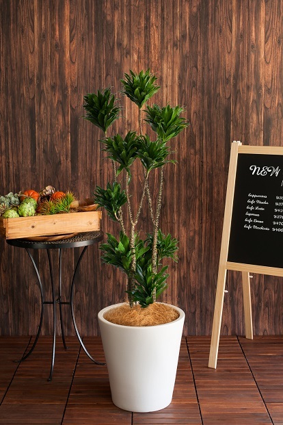 観葉植物 ドラセナ コルディリネ パープルコンパクタ 抜き苗発根あり 樹高約 可愛い ドラセナ 売買されたオークション情報 Yahooの商品情報をアーカイブ公開 オークファン Aucfan Com