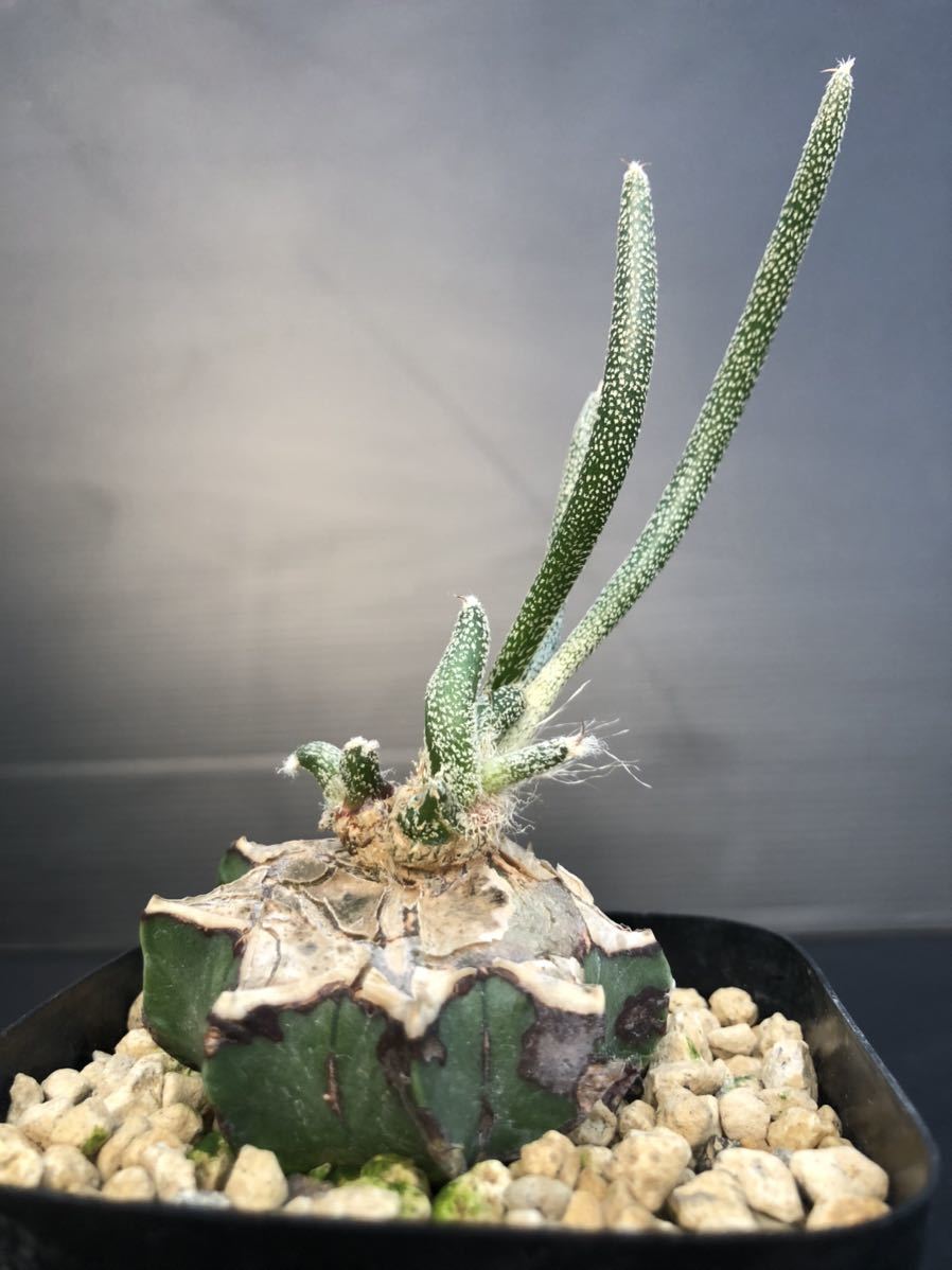 Astrophytum アストロフィツム カプトメデューサエ 般若接ぎ サボテン 売買されたオークション情報 Yahooの商品情報をアーカイブ公開 オークファン Aucfan Com