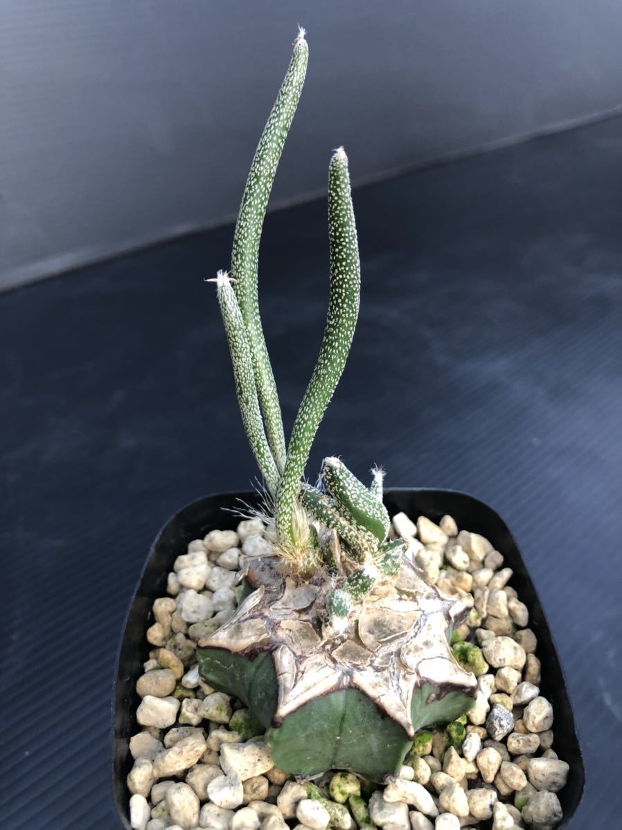 Astrophytum アストロフィツム カプトメデューサエ 般若接ぎ サボテン 売買されたオークション情報 Yahooの商品情報をアーカイブ公開 オークファン Aucfan Com