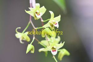 キバナノセッコクのヤフオク の相場 価格を見る ヤフオク のキバナノセッコクのオークション売買情報は54件が掲載されています