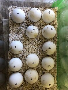 ケヅメリクガメ　有精卵　1つ_1