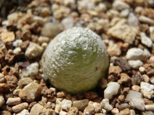 ブルゲリのヤフオク の相場 価格を見る ヤフオク のブルゲリのオークション売買情報は78件が掲載されています