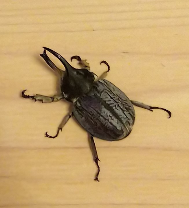 グランディスコフキカブト 新成虫 1ペア・(グランディスヒナカブト グランディス) ♂♀別血統_1