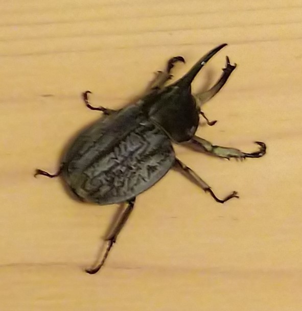 グランディスコフキカブト 新成虫 1ペア・(グランディスヒナカブト グランディス) ♂♀別血統_2