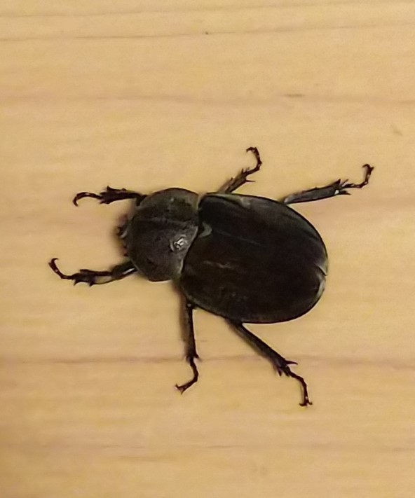 グランディスコフキカブト 新成虫 1ペア・(グランディスヒナカブト グランディス) ♂♀別血統_4