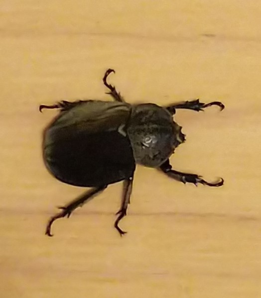 グランディスコフキカブト 新成虫 1ペア・(グランディスヒナカブト グランディス) ♂♀別血統_5