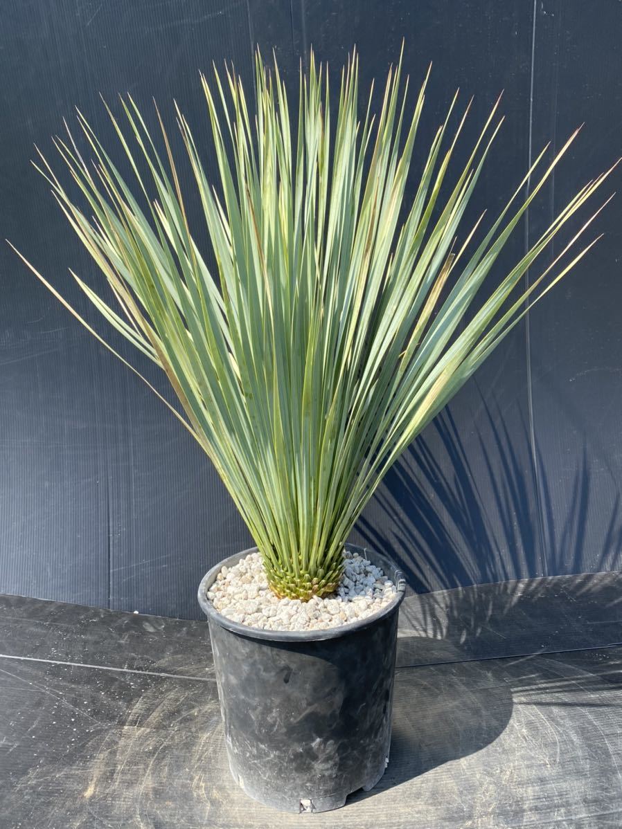 ユッカ ロストラータ yucca rostrata 8 ベアルート フレッシュ