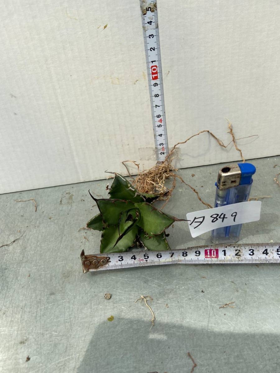 タ849 【現地有名生産者選抜株】台湾アガベ　チタノタ　CJ-1　小【多肉植物・抜き苗・agave titanota】
