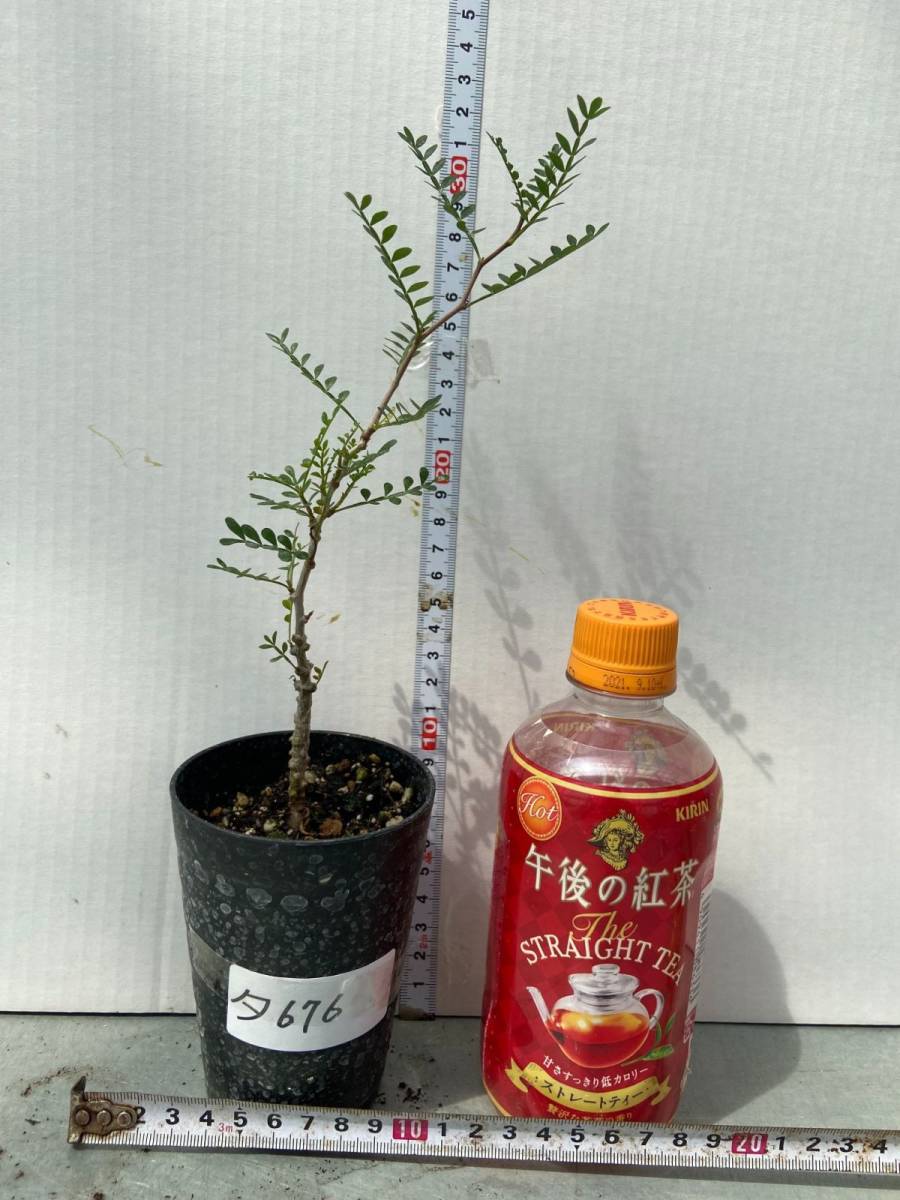 タ676 【塊根植物・実生】オペルクリカリア パキプス【2年株・種から