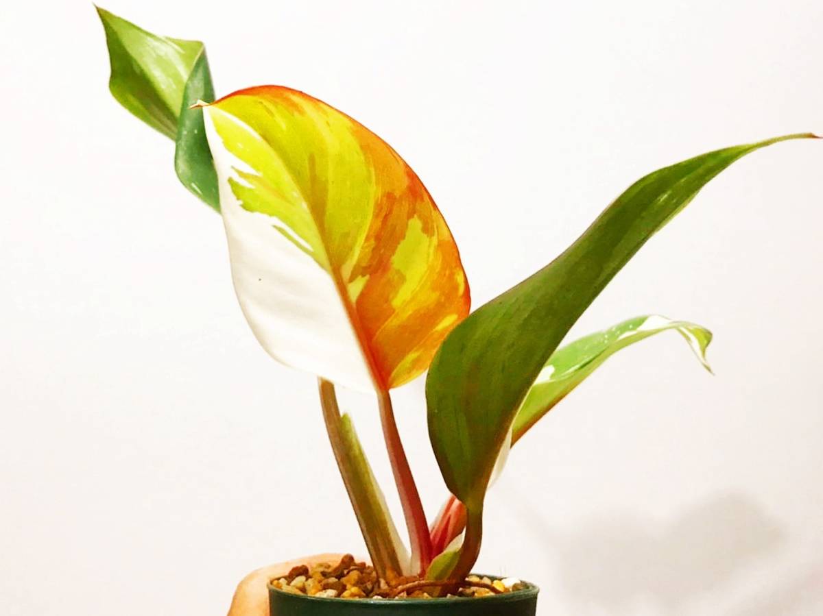 ツ158 【現地株・塊根植物】コミフォラ エミニー【最新到着株・・抜き 