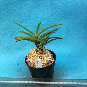 富貴蘭 花簪の平均価格は1 236円 ヤフオク 等の富貴蘭 花簪のオークション売買情報は6件が掲載されています