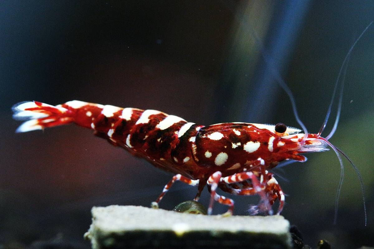Shrimp Zeus Howl&Louis》 Bee 抱卵 Generation ♀ ⑨ Shrimp Zeus Howl&Louis》 Bee 抱卵 Generation ♀ ⑨