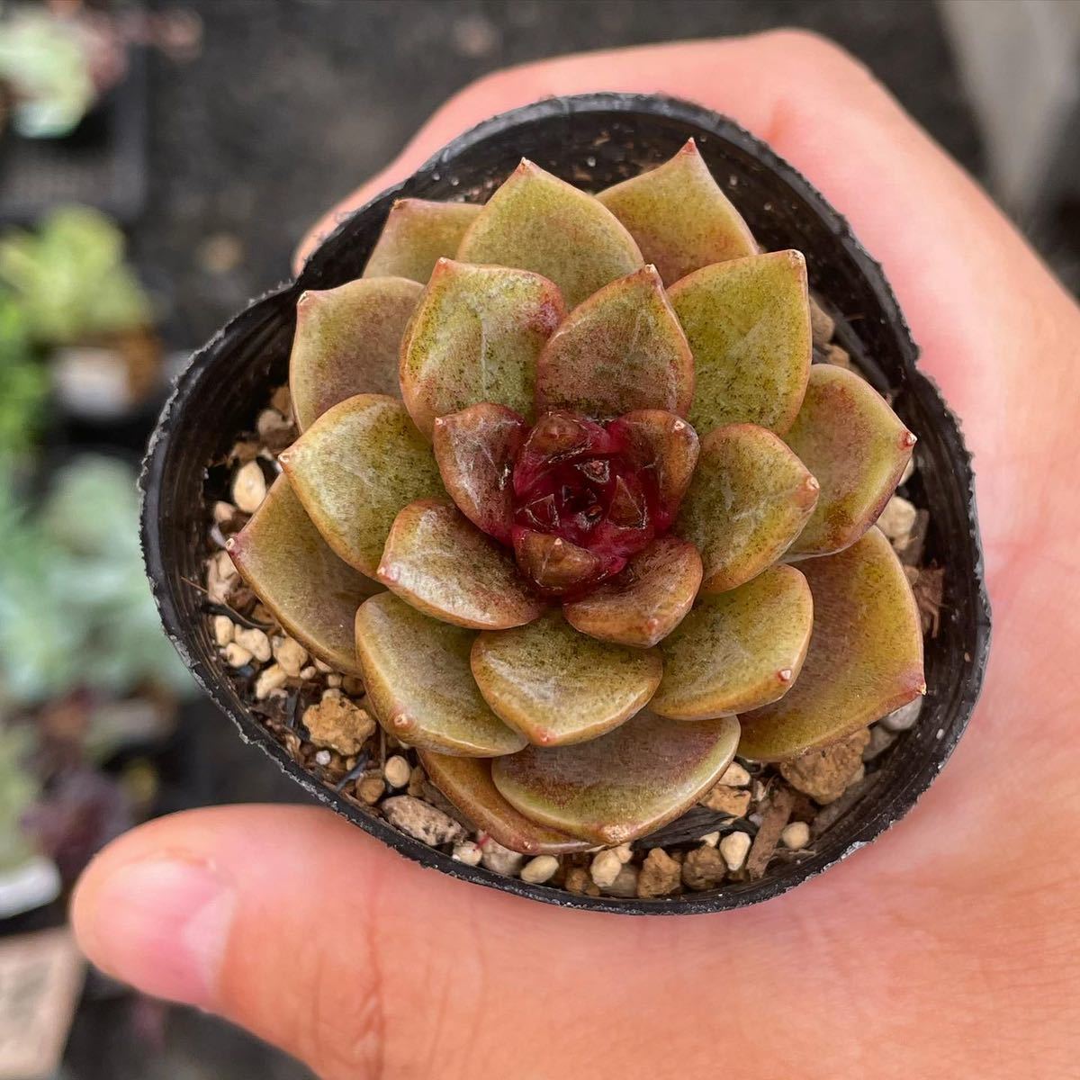 ブラッククリスタル エケベリア 多肉植物 韓国苗 日本未発売 サボテン 売買されたオークション情報 Yahooの商品情報をアーカイブ公開 オークファン Aucfan Com