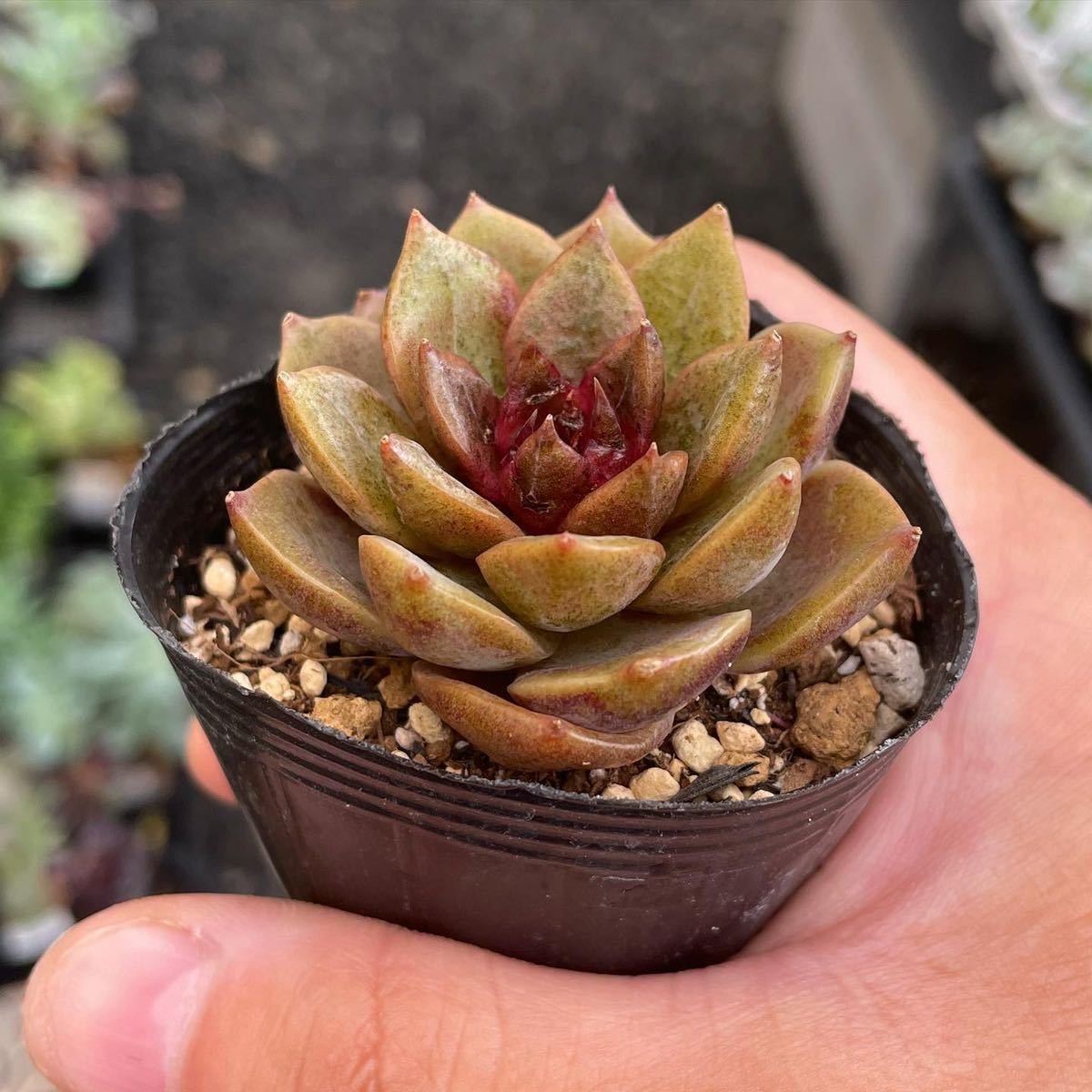 ブラッククリスタル エケベリア 多肉植物 韓国苗 日本未発売 サボテン 売買されたオークション情報 Yahooの商品情報をアーカイブ公開 オークファン Aucfan Com