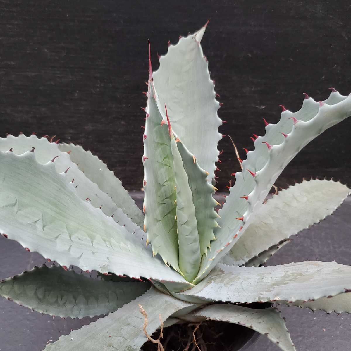 アガベ テマカプリネンシス - 種子] Agave temacapulinensis 