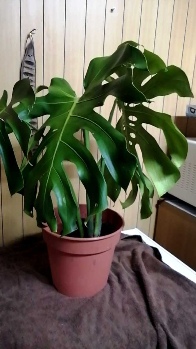 モンステラ マクロコズム デリシオーサ 'マクロコズム' 希少