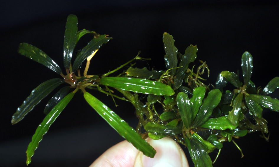 Bucephalandra sp. Murun raya【LA0813-1】ブセファランドラ