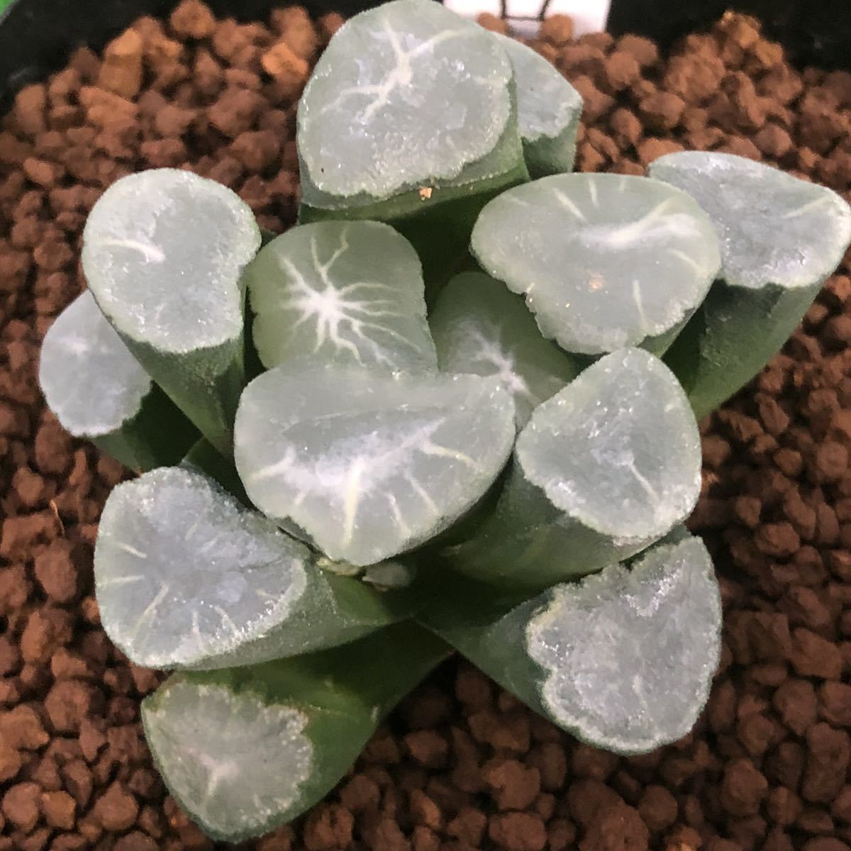 60a 多肉植物 ハオルチア　オーロラ万象錦糊斑　自家繁殖　鉢植え発送 ハオルチア 多肉植物 安い商品 | 観葉植物」の人気商品一覧 万象
