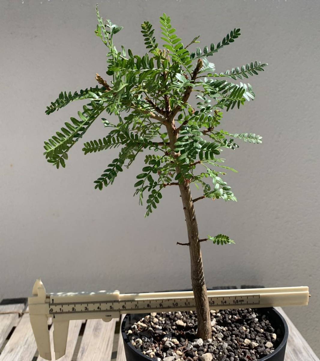 ブルセラ ミクロフィラ Bursera - microphylla form） ブルセラ