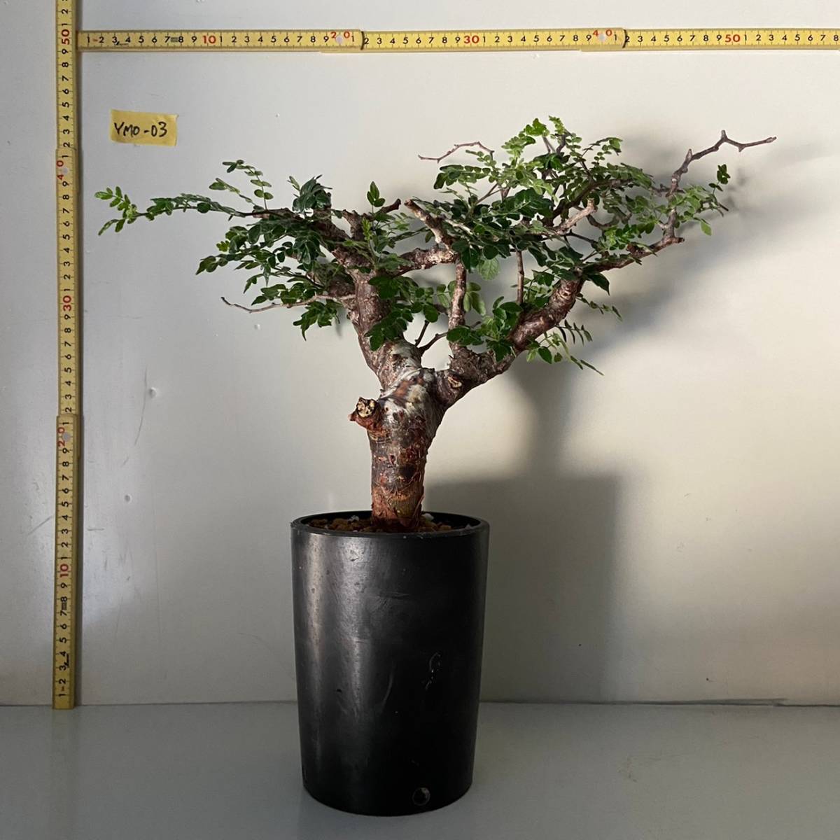 塊根植物コミュフォラ・モンストローサの発根管理、3ヶ月経過で 