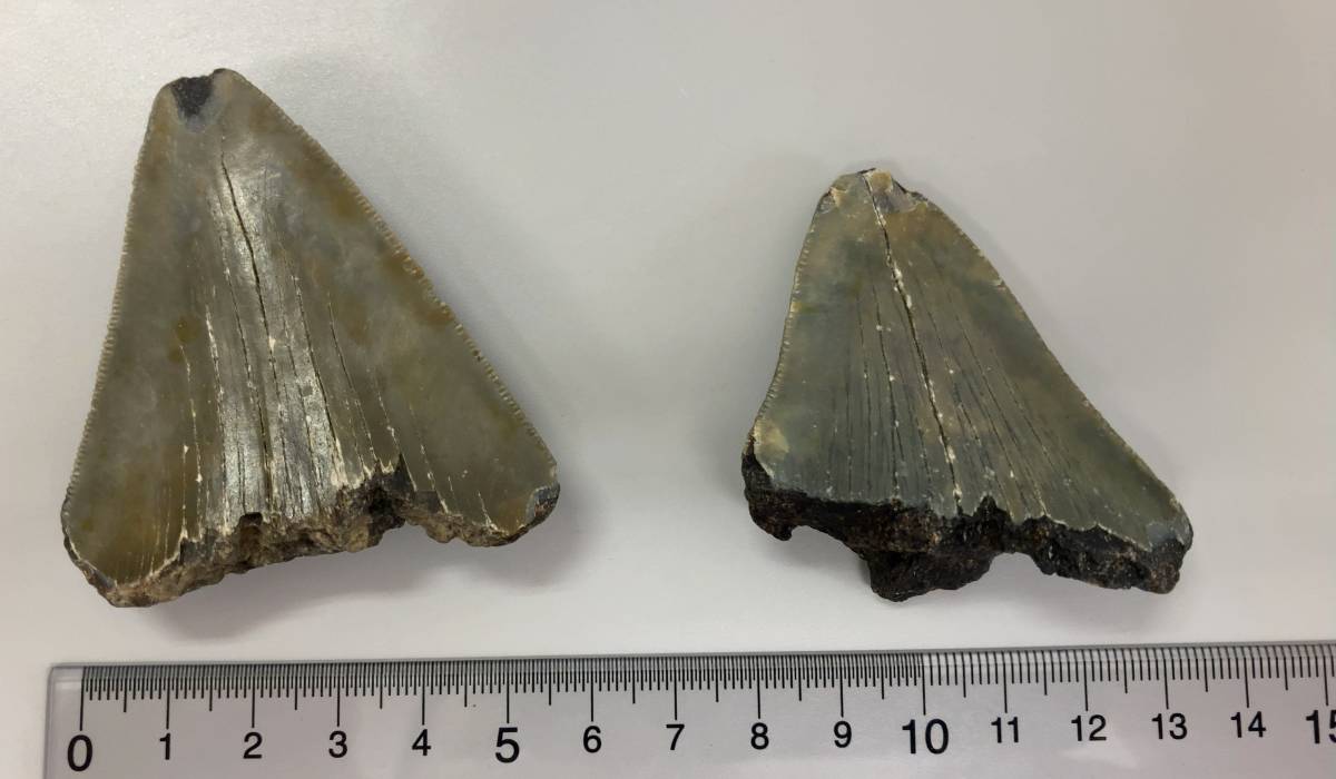 巨大！400万年前のメガロドンの歯の化石 89.2g - Etsy 日本 100%天然 