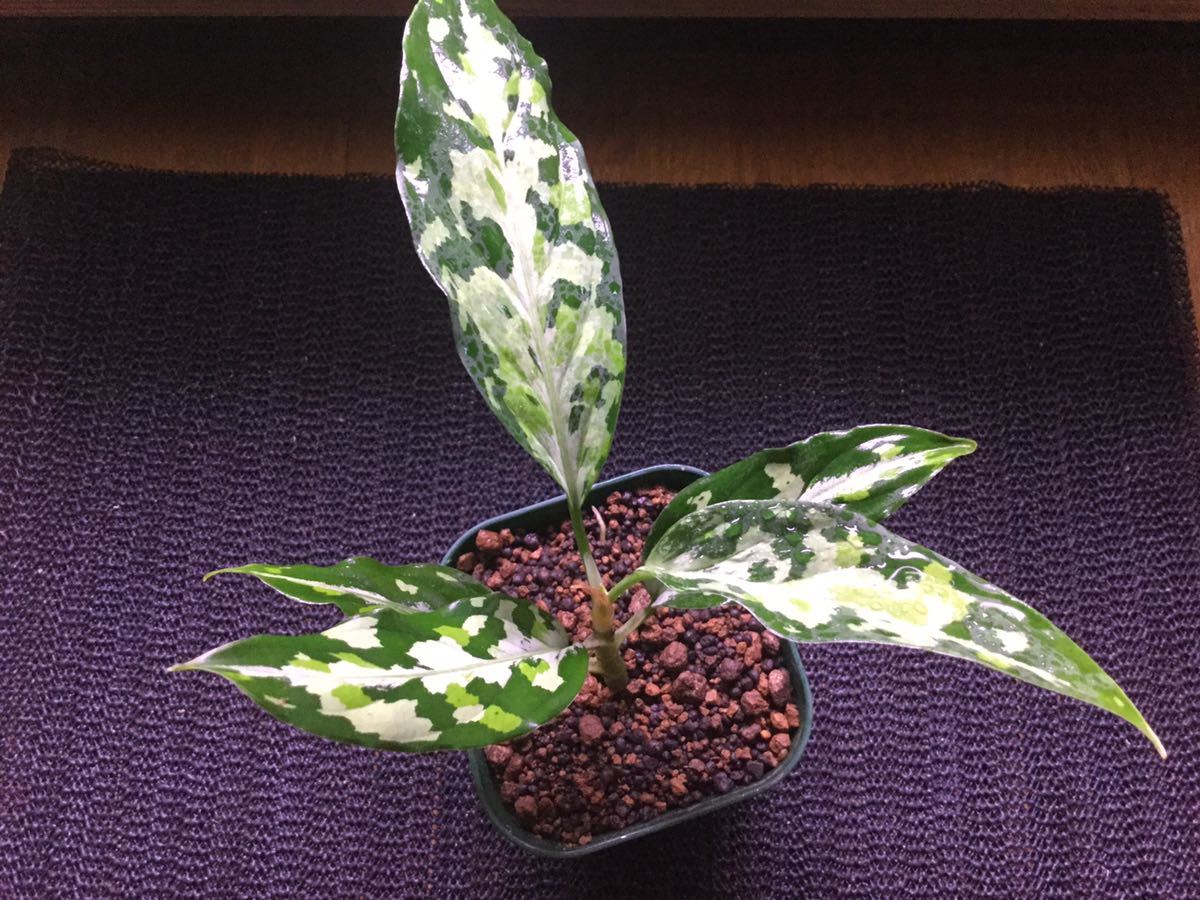 Aglaonema pictum GW1507 メサイア Padang sidempuan TB便 Aglaonema