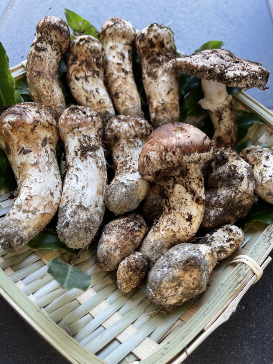 松茸 国産 まつたけ きのこ ふるさと納税信州産「天然松茸」（約600g⁄6 