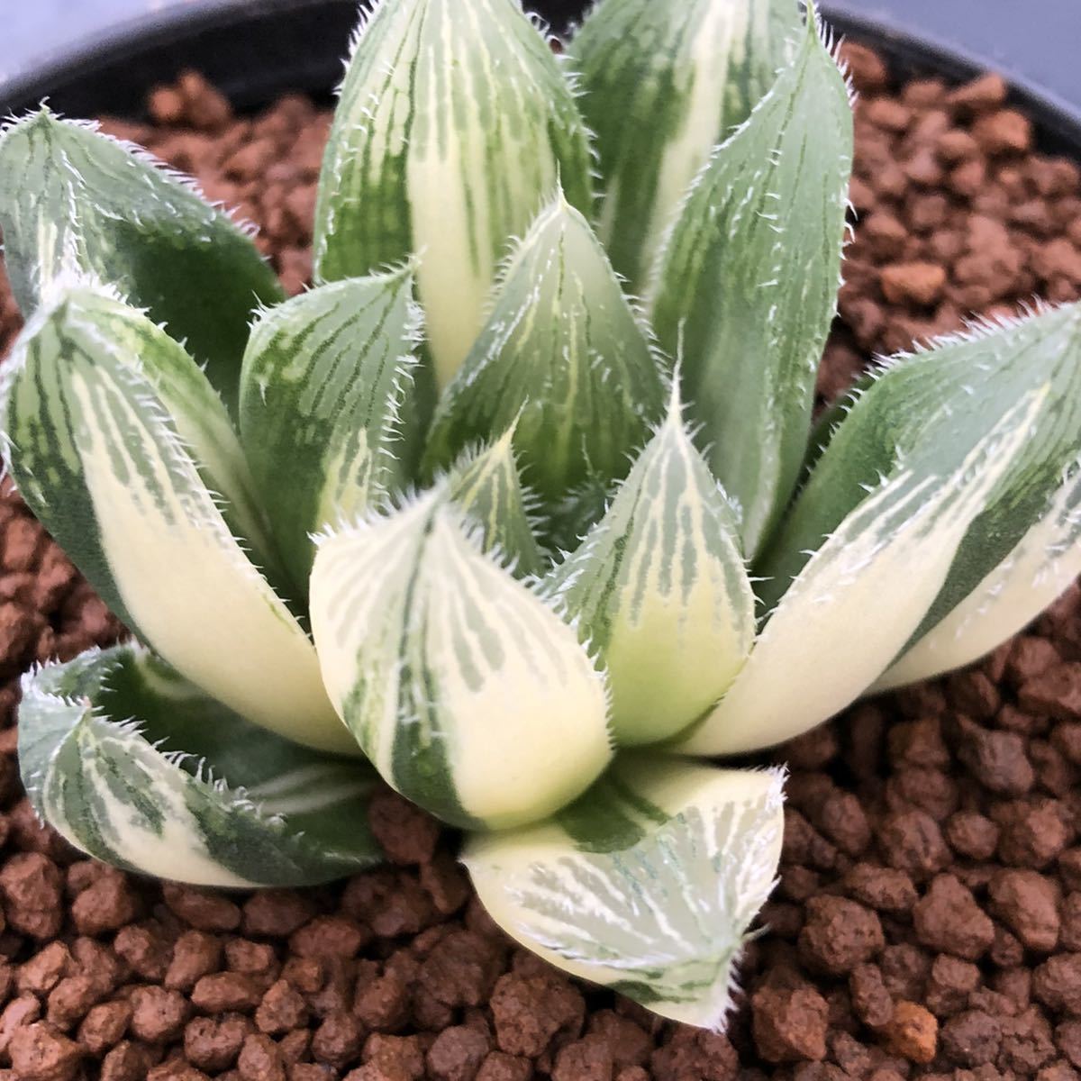 （≧∇≦）多肉植物 ハオルチア　ベヌスタ実生錦　極上斑