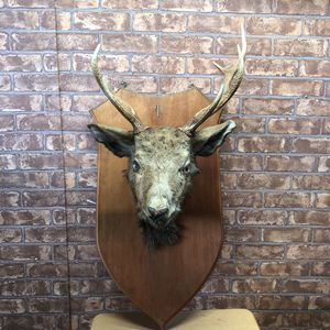 剥製 鹿のヤフオク の相場 価格を見る ヤフオク の剥製 鹿のオークション売買情報は22件が掲載されています