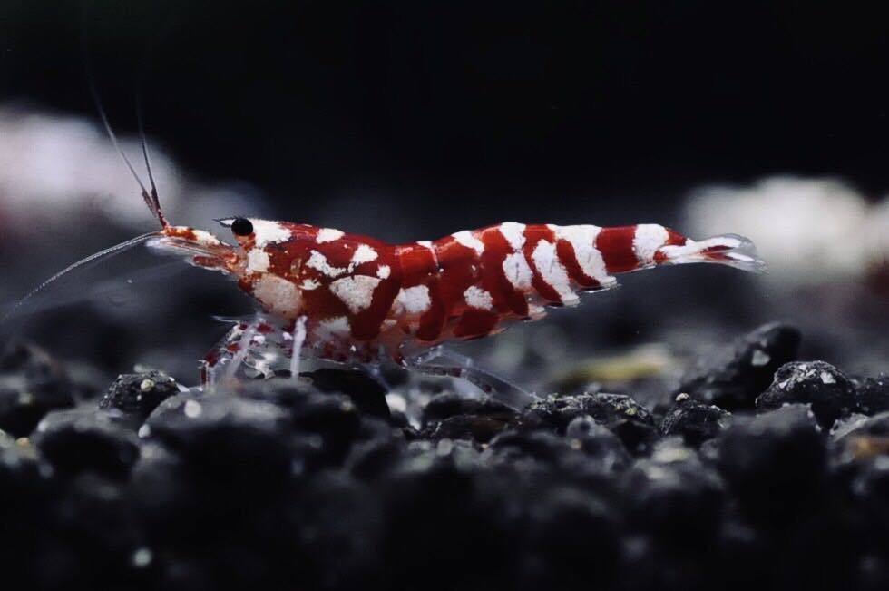 爆買い，100%新品 春日杜shrimp 太極 タイヂ ♂1匹♀抱卵個体1匹 F0証明書(ビーシュリンプ)｜売買されたオークション情報、yahooの商品情報をアーカイブ公開 - オークファン ビーシュリンプ