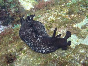 ウミウシのヤフオク の相場 価格を見る ヤフオク のウミウシのオークション売買情報は35件が掲載されています