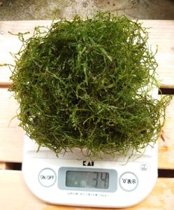 ウィローモスのヤフオク の相場 価格を見る ヤフオク のウィローモスのオークション売買情報は512件が掲載されています