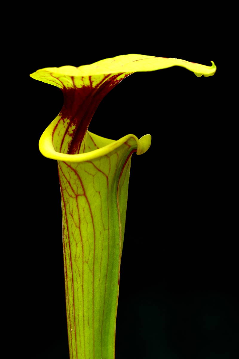 食虫植物 サラセニア 種 No 19 60粒 フラバ オルナタ F170a フラバ アトロプルプレア Mk F27b 赤フラバ 種 売買されたオークション情報 Yahooの商品情報をアーカイブ公開 オークファン Aucfan Com