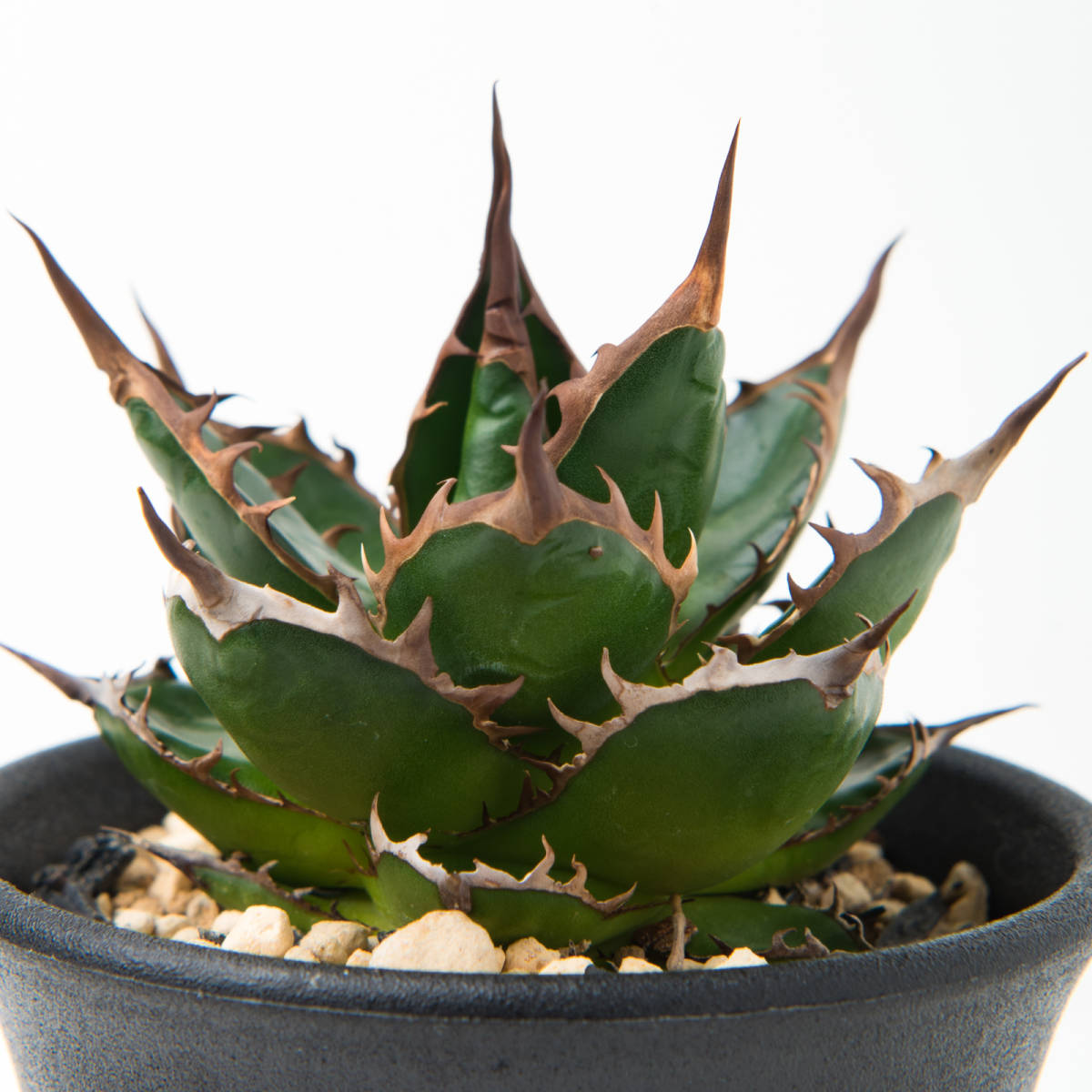観葉植物 アガベ ギルベイ agave gilbeyi 多肉植物