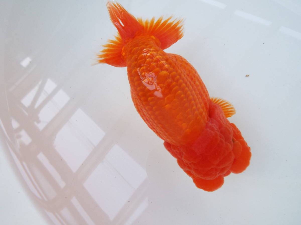 光らんちゅう　上種　品評会用　2歳魚　１８cm前後　雌