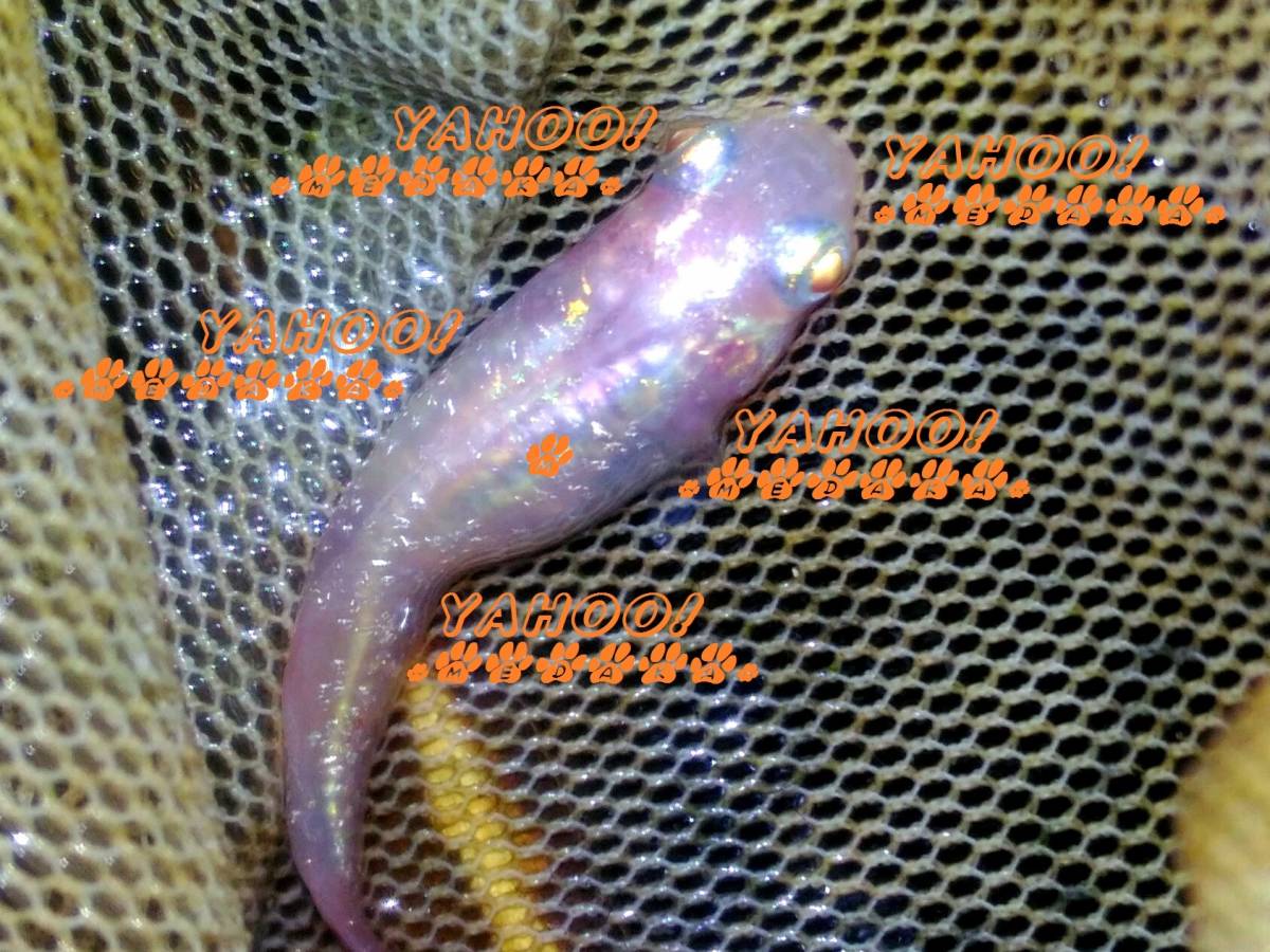 卵 合計 ５０個 セット販売 アルビノ 桃魔王 スーパー 魔王 改 の血統 メダカ ヒカリ体型 ピンク ラメ 紅ほっぺ めだか めだか 売買されたオークション情報 Yahooの商品情報をアーカイブ公開 オークファン Aucfan Com