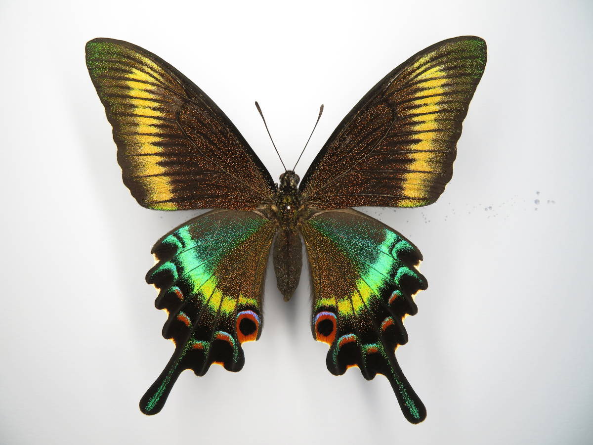 国産蝶標本 ミヤマカラスアゲハ A♀ 長野県 秋山郷 産の入札履歴