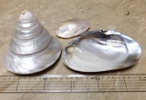 貝 置物のヤフオク の相場 価格を見る ヤフオク の貝 置物のオークション売買情報は53件が掲載されています