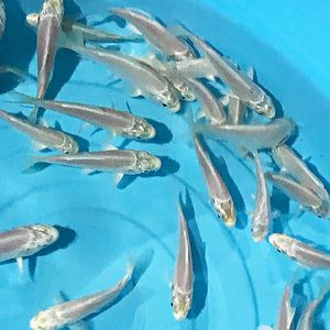 錦鯉のヤフオク の相場 価格を見る ヤフオク の錦鯉のオークション売買情報は2 461件が掲載されています