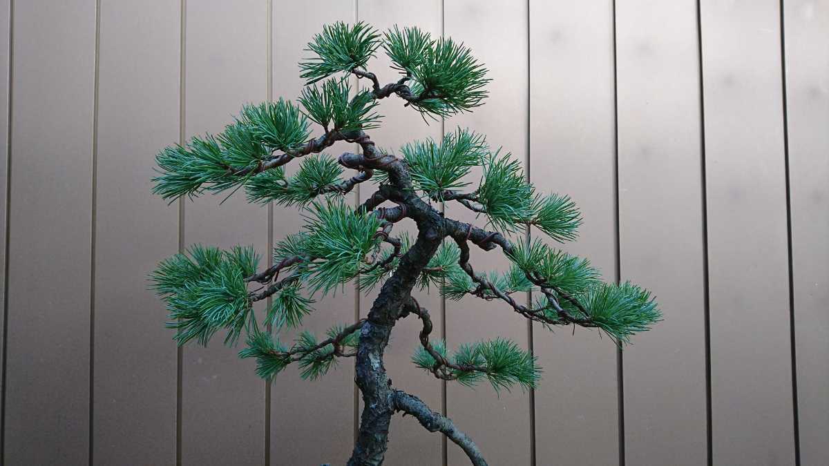 盆栽　吾妻五葉松　樹高55cm 盆栽 吾妻五葉松 樹高55cm 吾妻五葉松 盆栽の通販