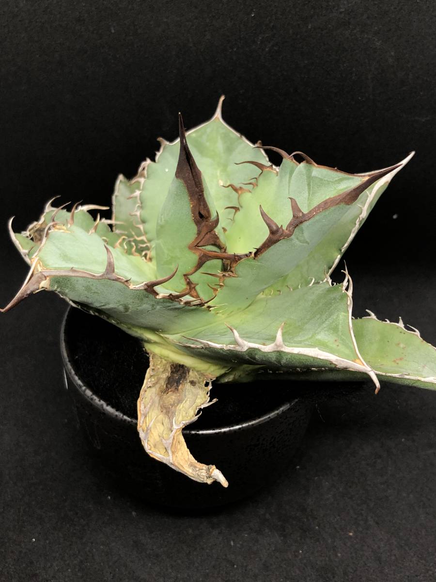 アガベ チタノタ 烈焔 レツエン 子株3