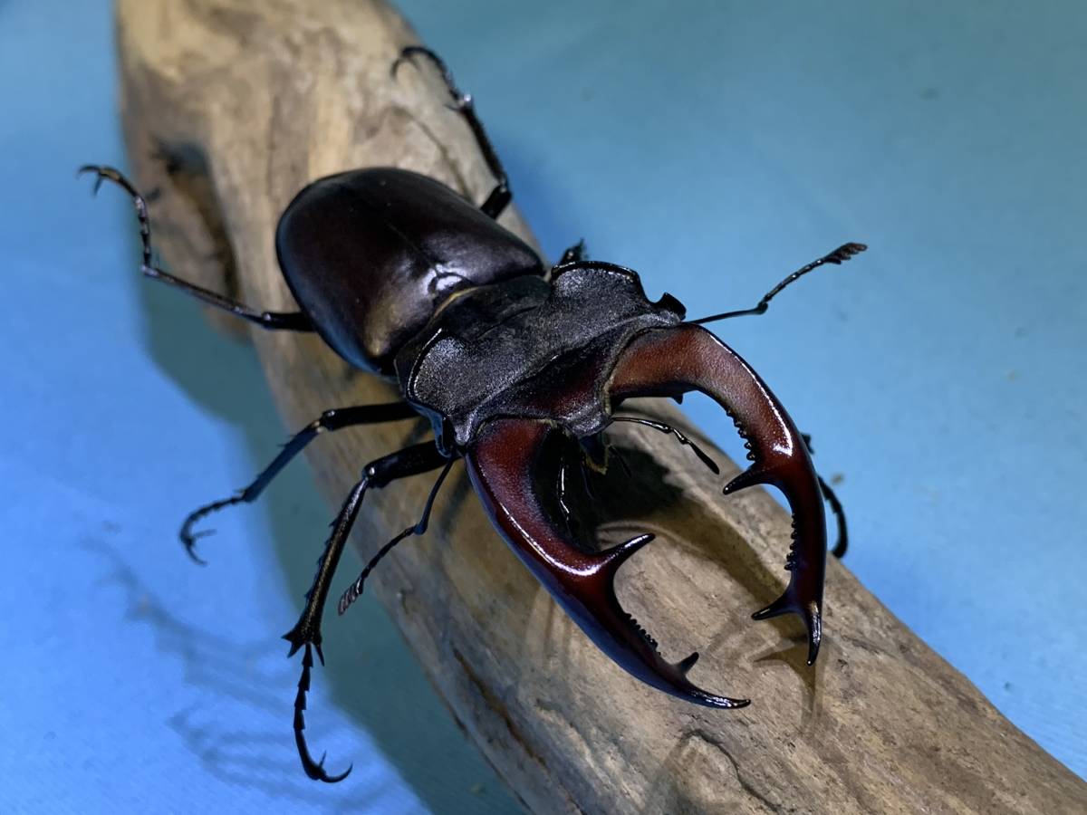 ケルブス ミヤマ クワガタ 新成虫ペア（２頭） ♂７３mm (No.12)♀４６mm (No.8)