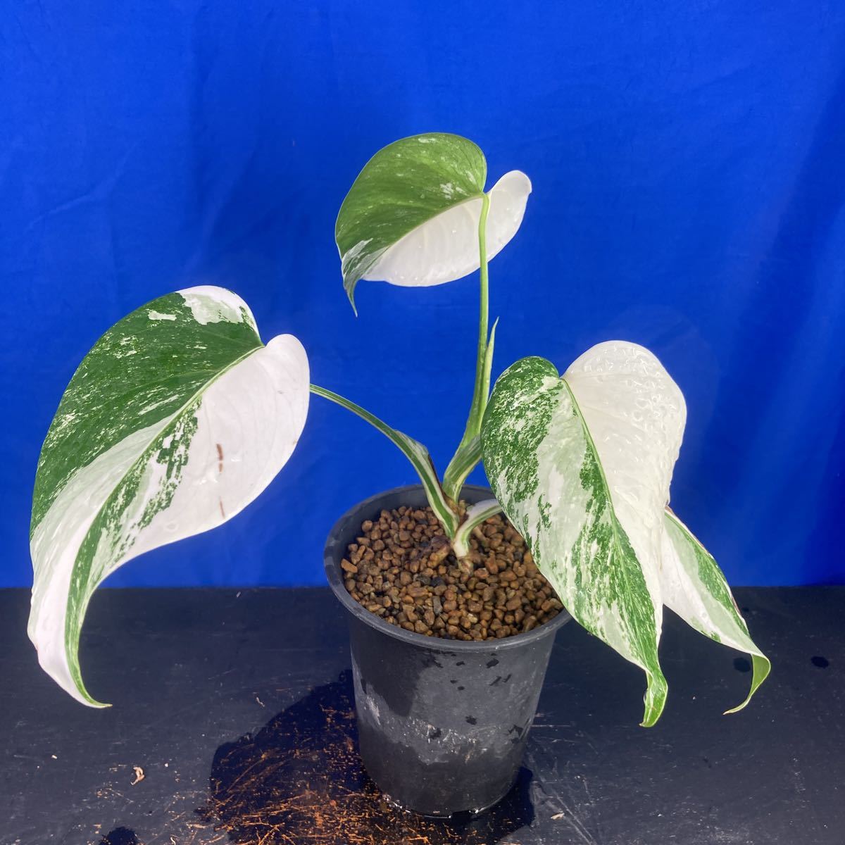 Monstera Borsigiana Albo Growing Notes Corp Monstera Borsigana