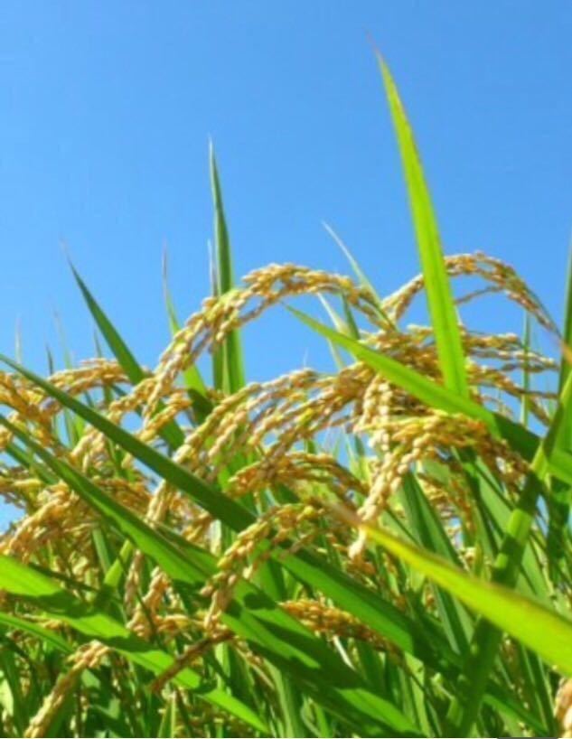 最新作，限定セール 新米 送料安い 令和３年度 長野県産コシヒカリ 白米 １０kg(コシヒカリ)｜売買されたオークション情報、yahooの商品情報をアーカイブ公開 - オークファン コシヒカリ
